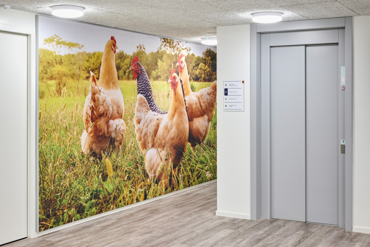 ruimte met lift en kippen Wall Visuals